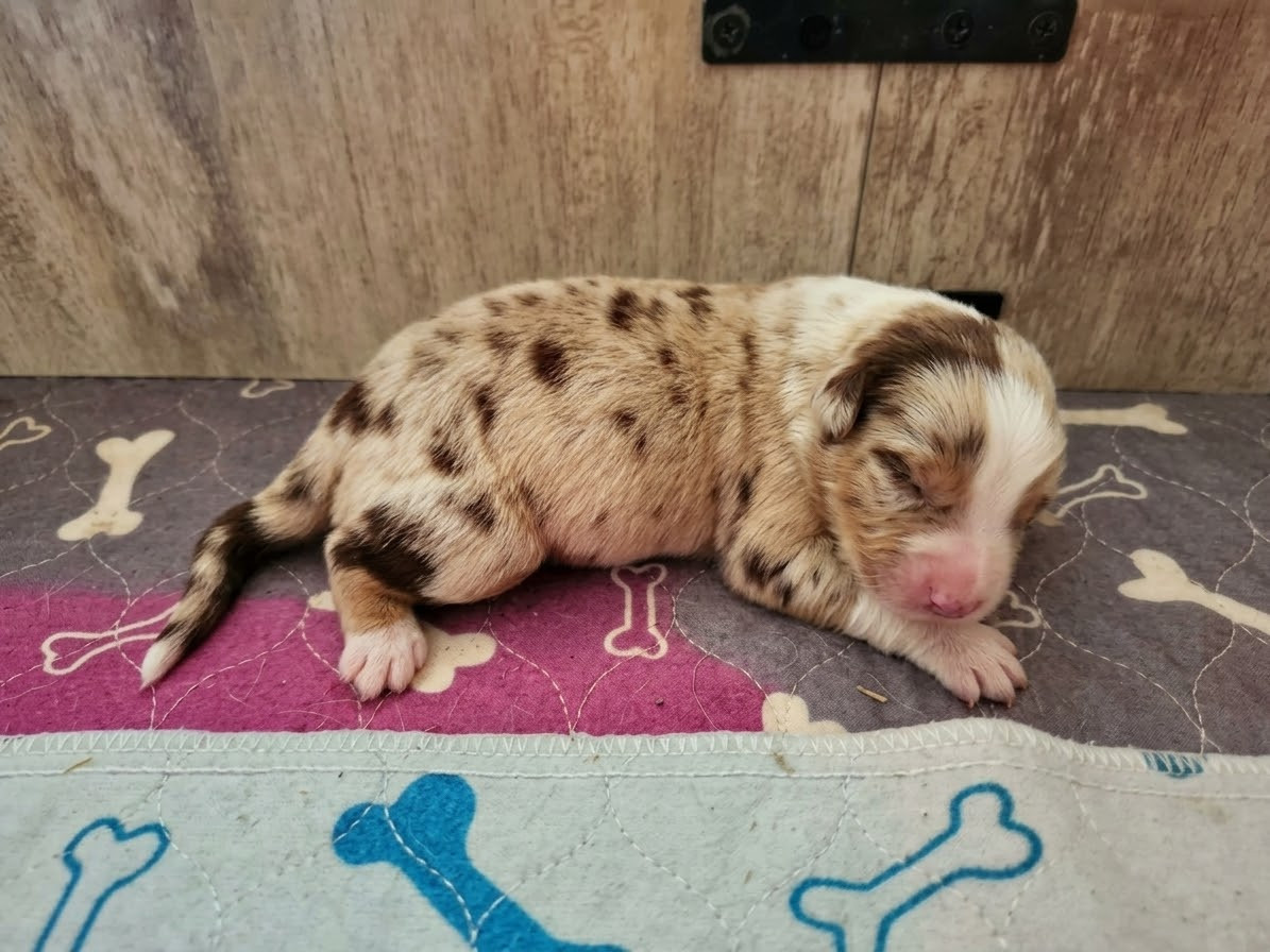 Stéphanie Billard - Chiots disponibles - Berger Australien