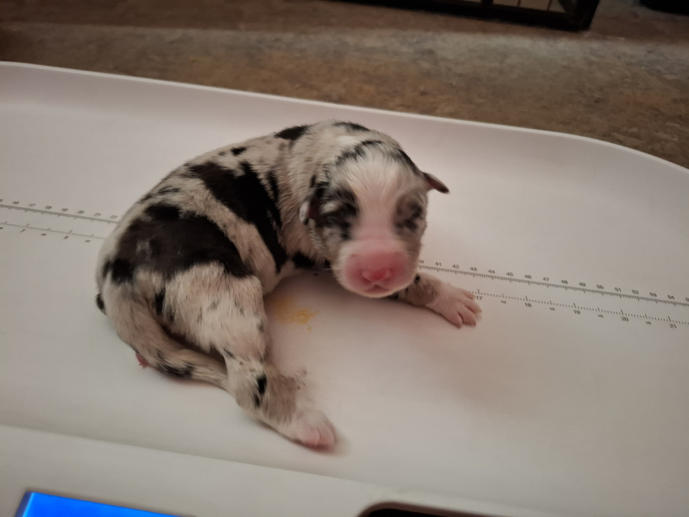 Stéphanie Billard - Chiots disponibles - Berger Australien