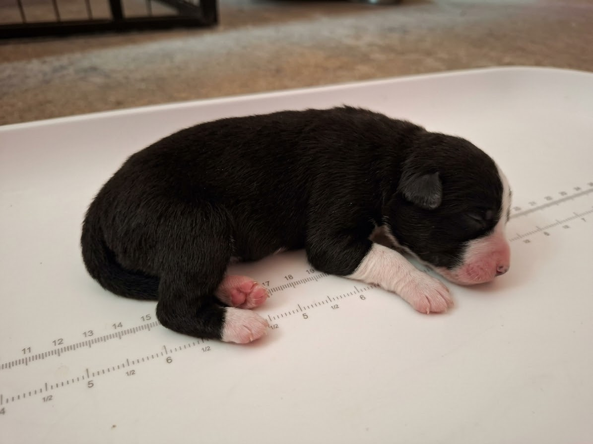Stéphanie Billard - Chiots disponibles - Berger Australien